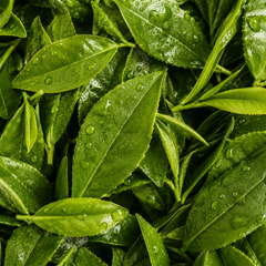Groene Thee Extract